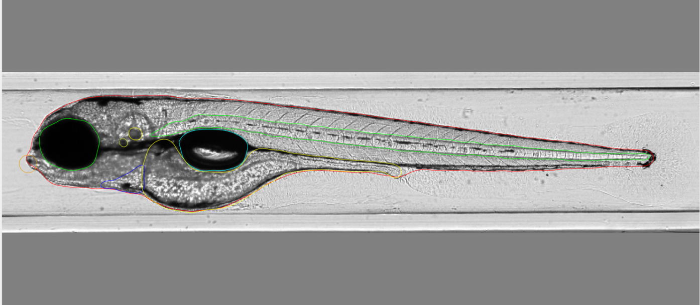 High content imaging